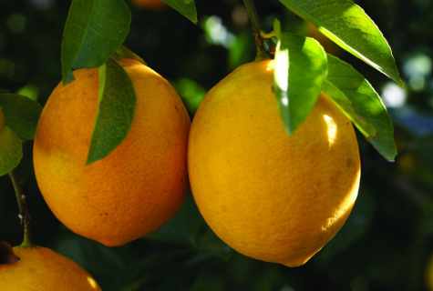 How to grow up citrus