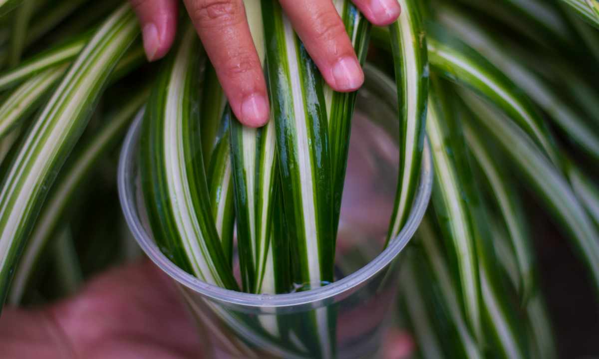How to secure houseplants against wreckers