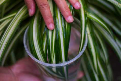How to secure houseplants against wreckers