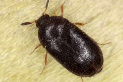 How to get rid of bug bark beetle in the house
