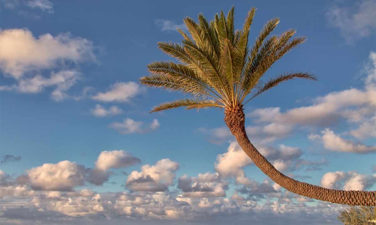 How to multiply palm tree