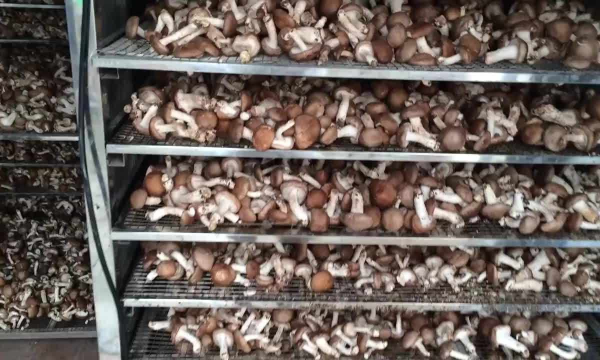 How to make the dryer for mushrooms