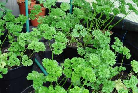 How to grow up parsley in the winter