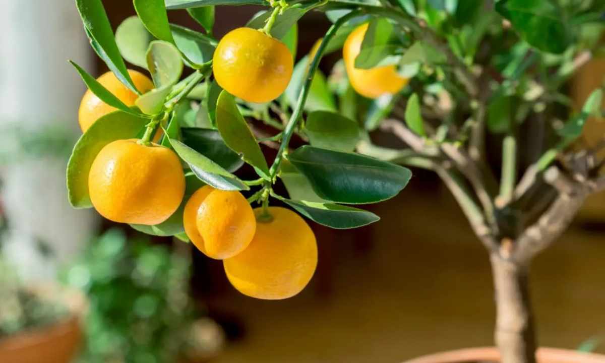 How to grow up house tangerine in pot