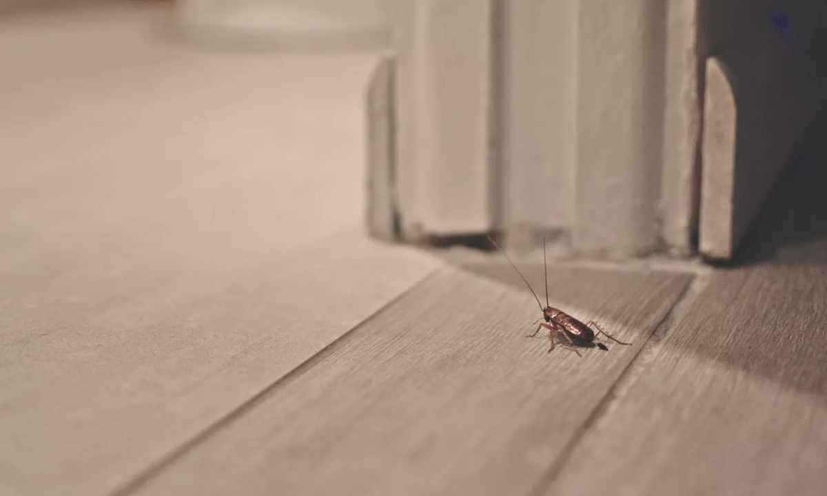 How to get rid of small midge in the apartment