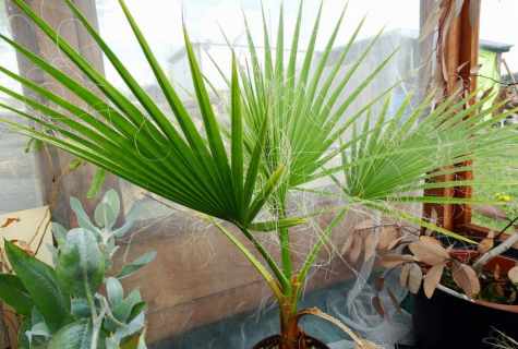 How to look after the Chinese fan palm tree