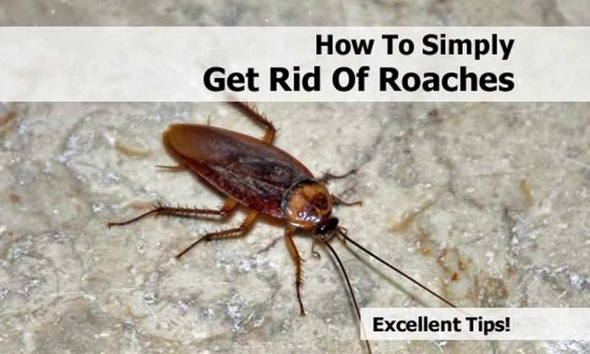 How to get rid of cockroaches in the apartment forever in house conditions