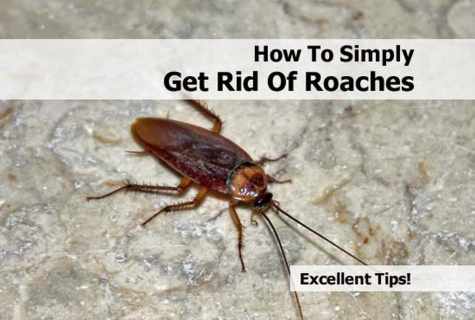 How to get rid of cockroaches in the apartment forever in house conditions