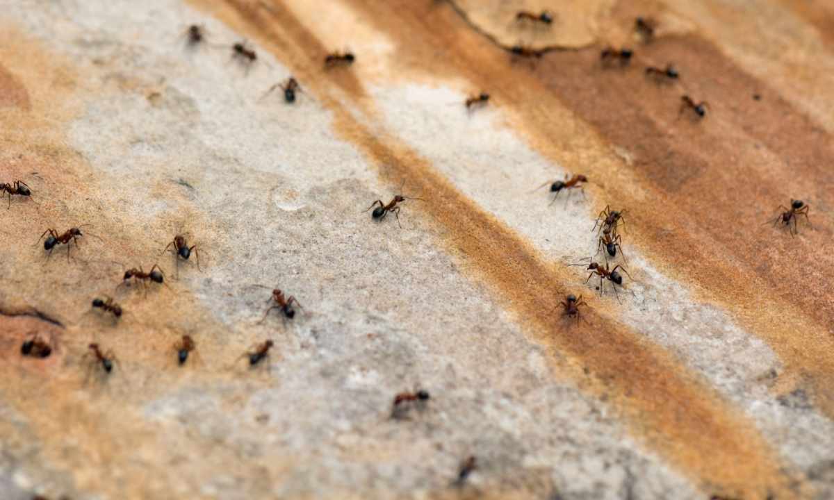 How to get rid of ants forever
