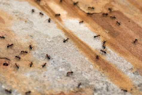 How to get rid of ants forever