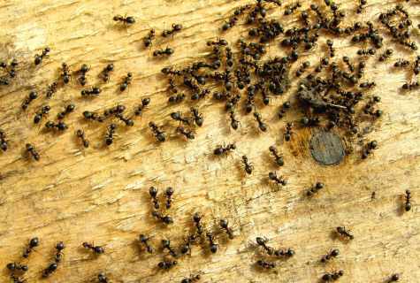 How to get rid of yellow ants