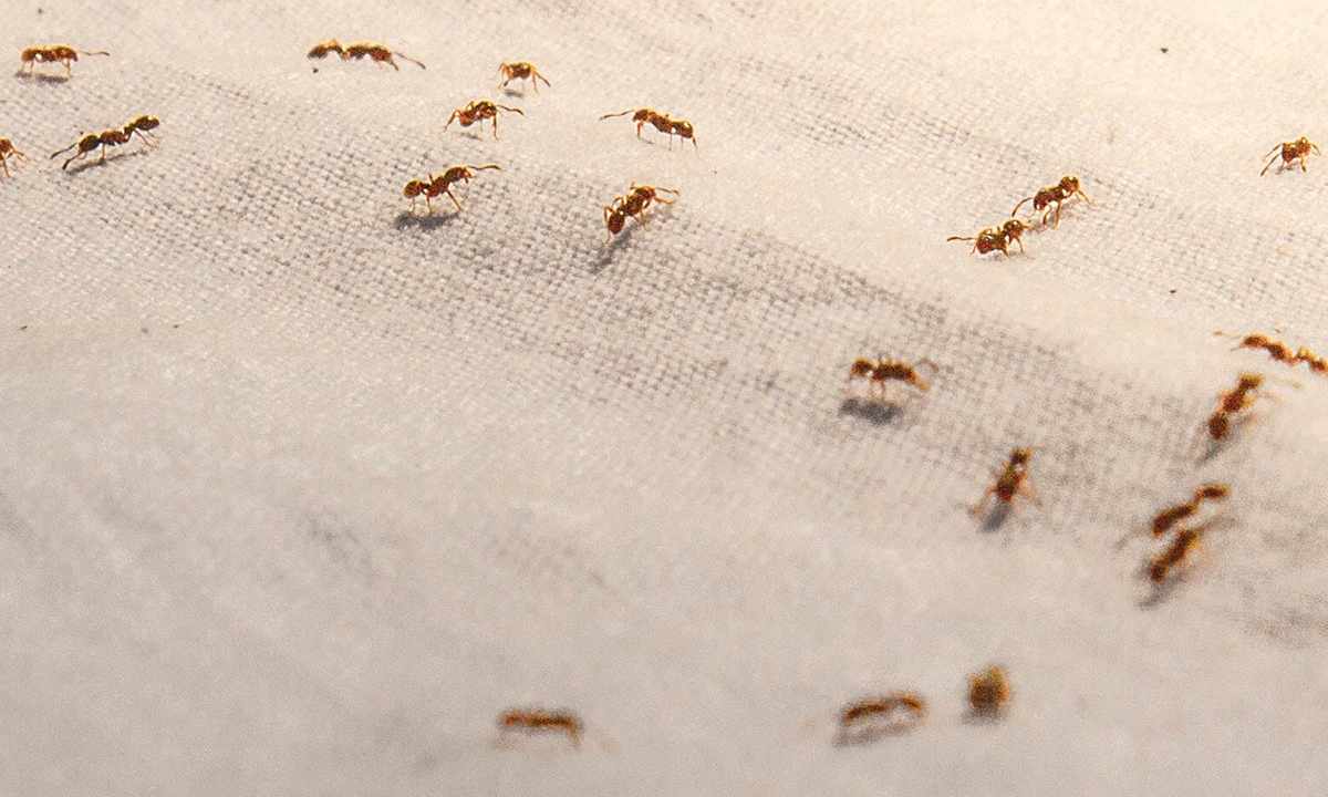 How to get rid of ants in the apartment independently