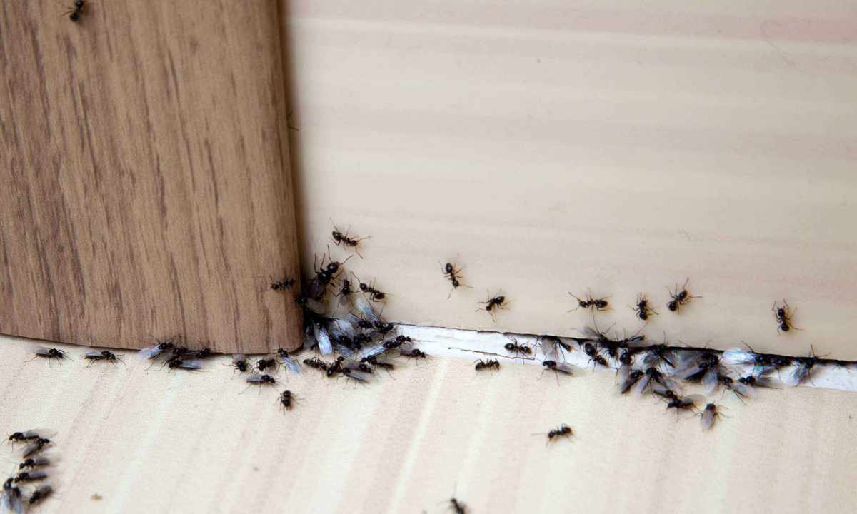 How to destroy ants in the apartment