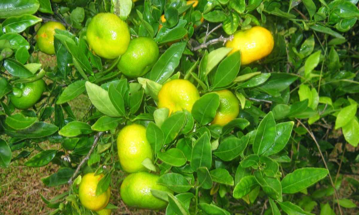 Rules of cultivation of citrus in house conditions