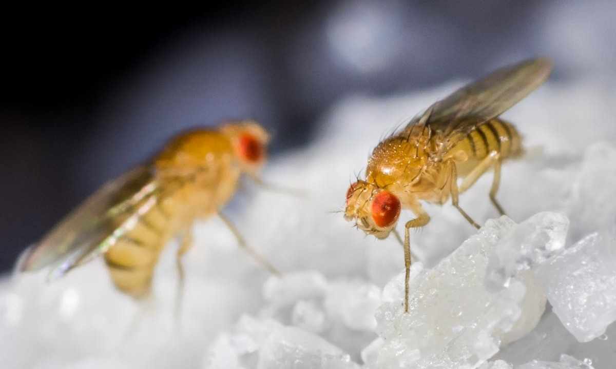How to get rid of fly drosophila