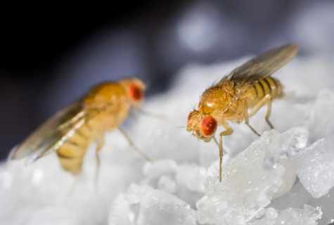 How to get rid of fly drosophila