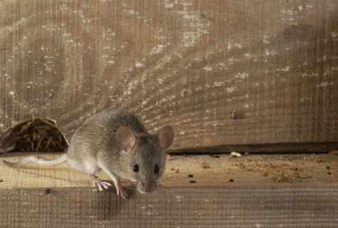 How to get rid at home of mice