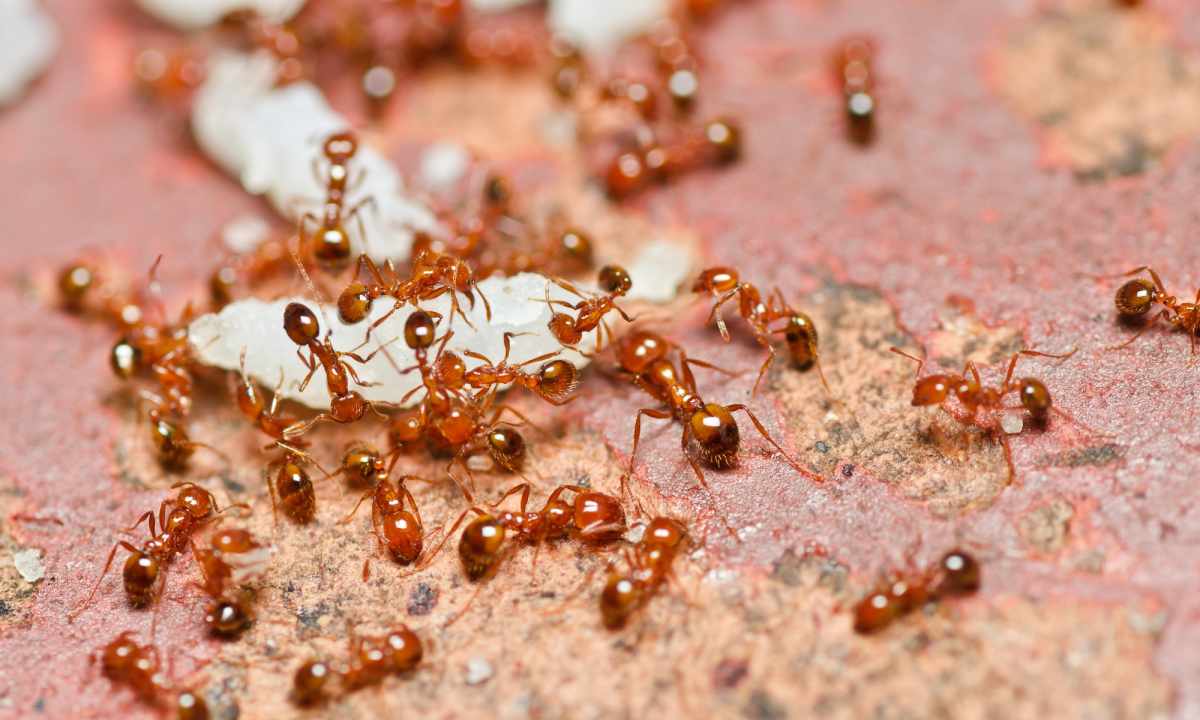 How to get rid of red ants