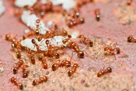 How to get rid of red ants