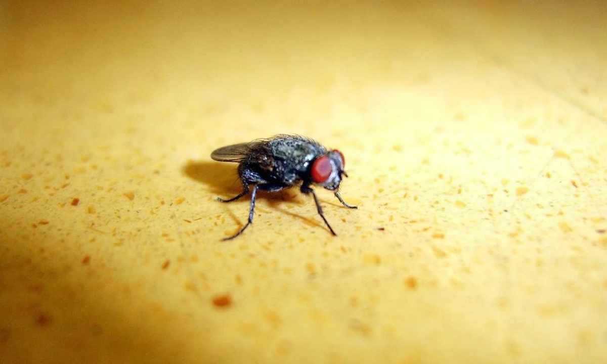 How to get rid of flies at the dacha by folk remedies