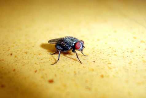 How to get rid of flies at the dacha by folk remedies
