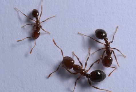 How to remove red ants