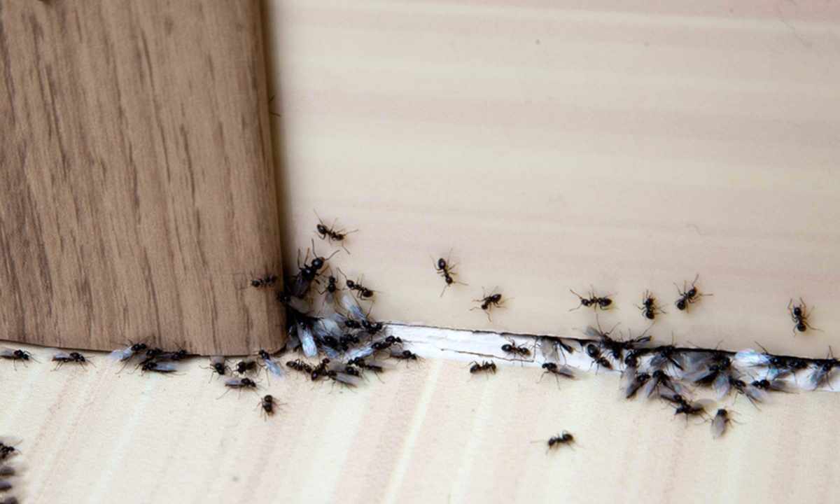 How to get rid of small ants