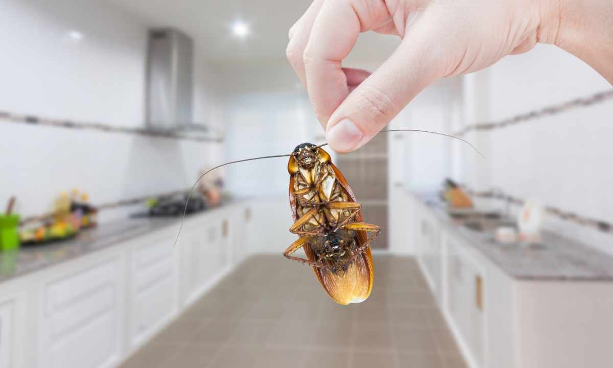 How to save from cockroaches