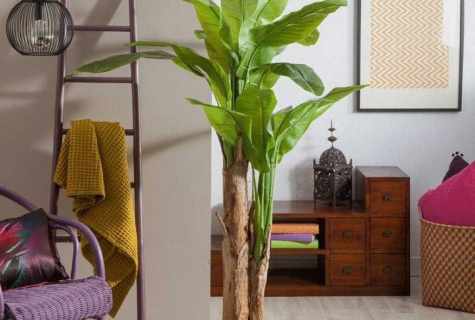 How to grow up room palm tree