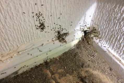 How to get rid of ants in the apartment