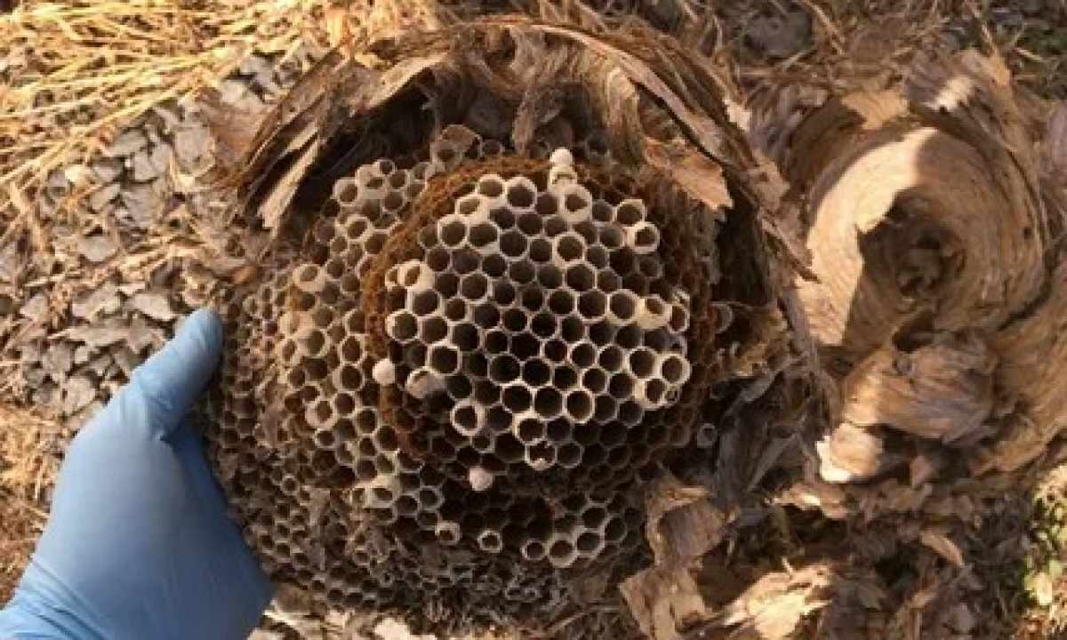 How to remove hornet's nest