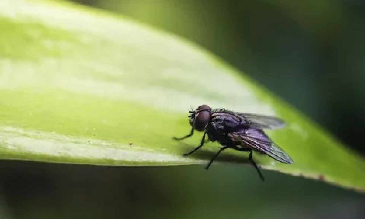 How to get rid of flies in flower