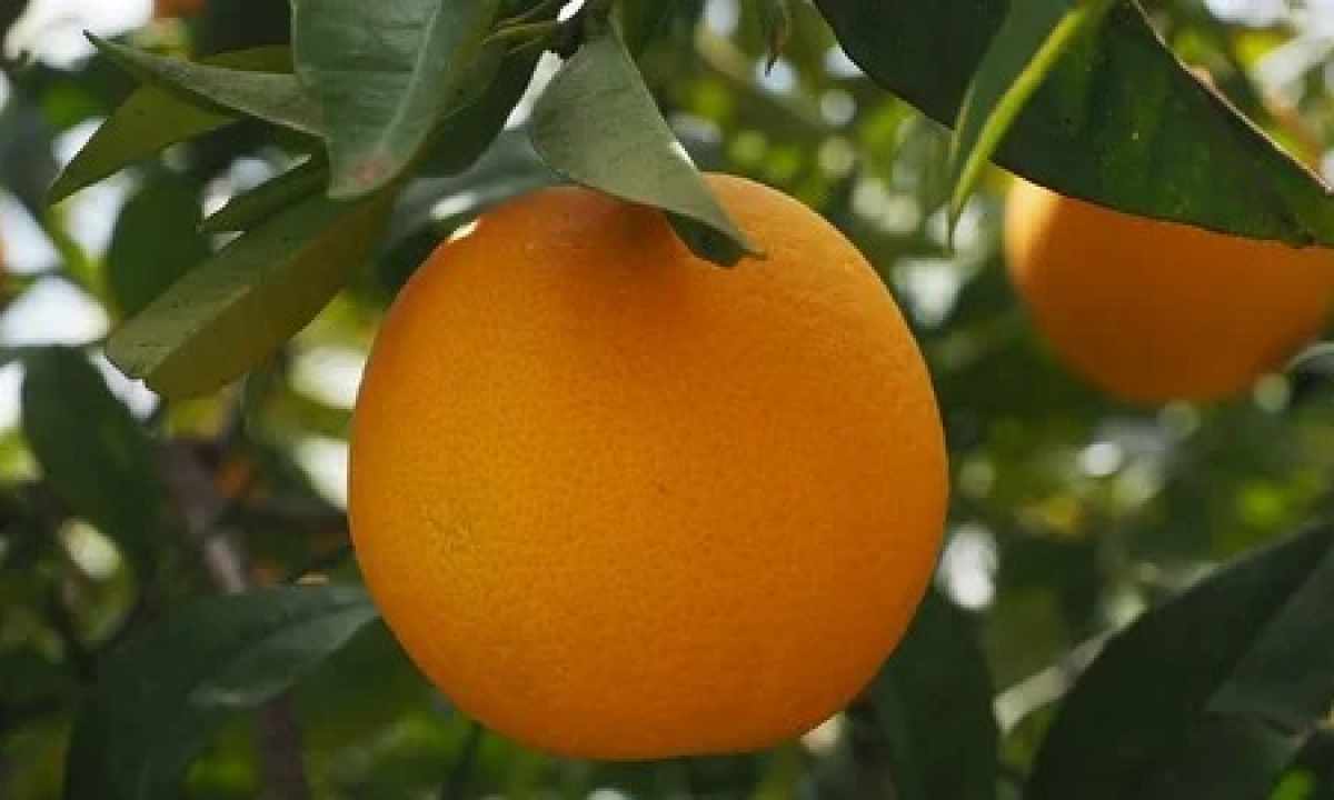 How to grow up orange tree
