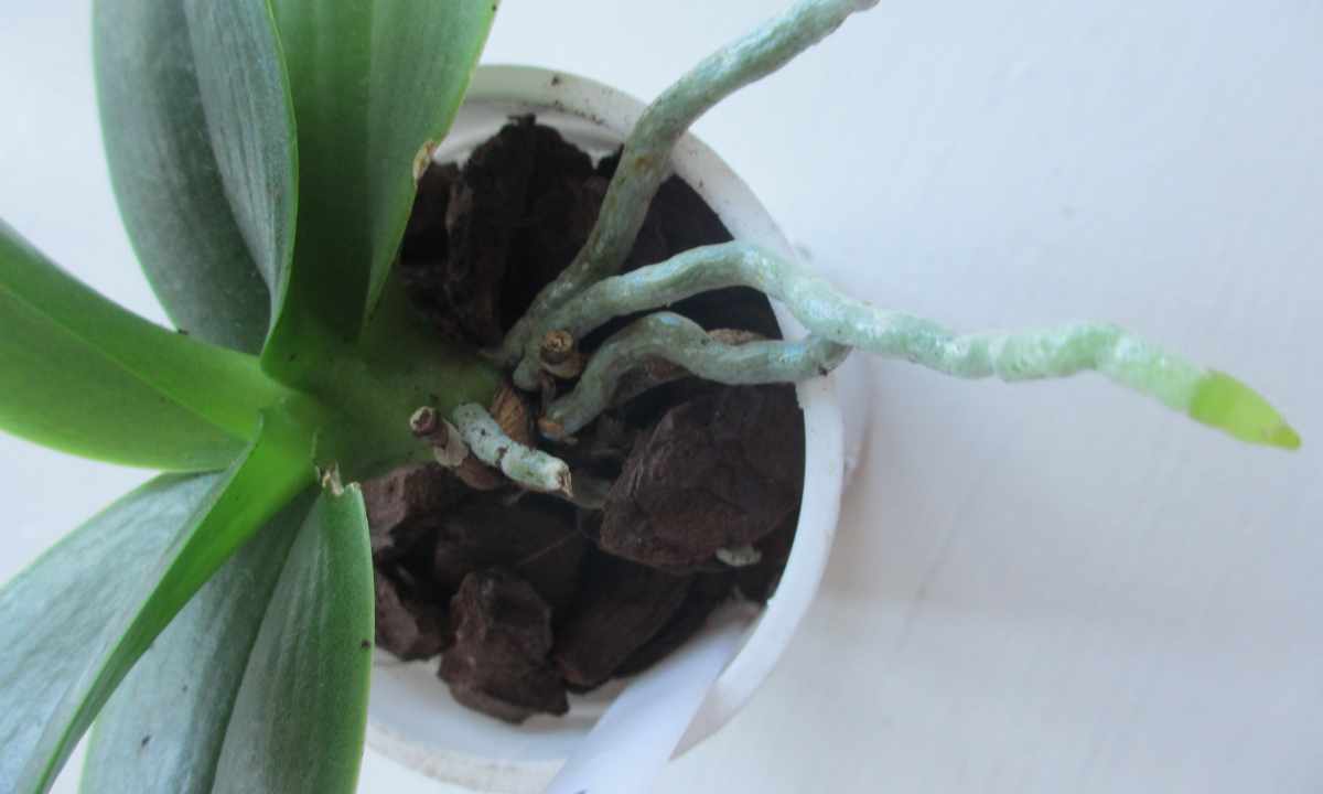 How to cut off peduncle at phalaenopsis