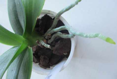 How to cut off peduncle at phalaenopsis