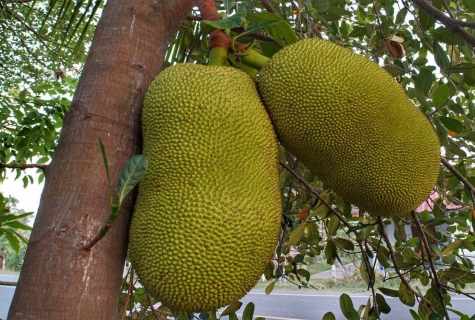 How to grow up breadfruit tree
