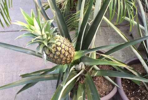 How to grow up pineapple in house conditions