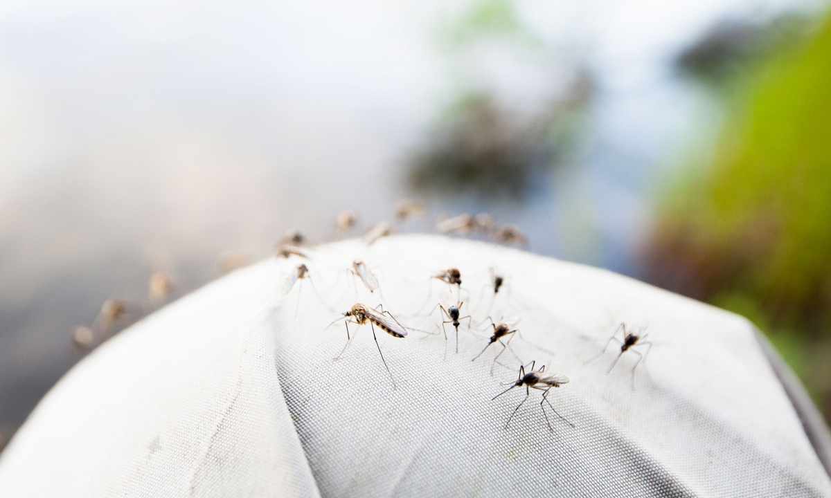 Folk remedies from mosquitoes: how to frighten off insects