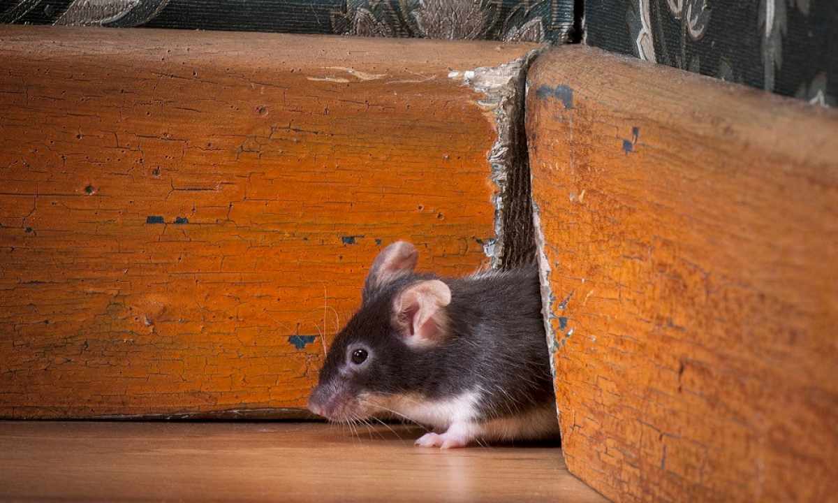 How to remove in the house of mice