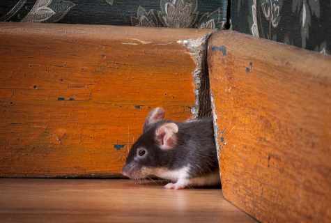 How to remove in the house of mice