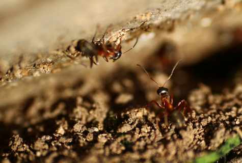 How to fight against ants
