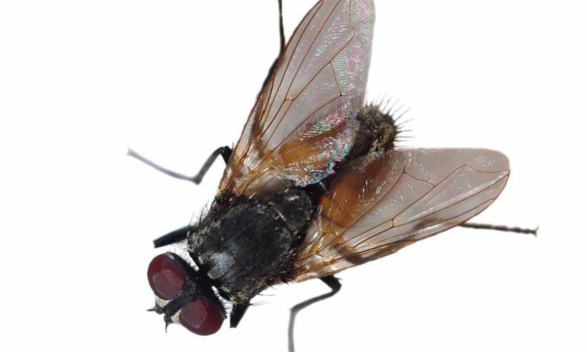 How to get rid of flower fly