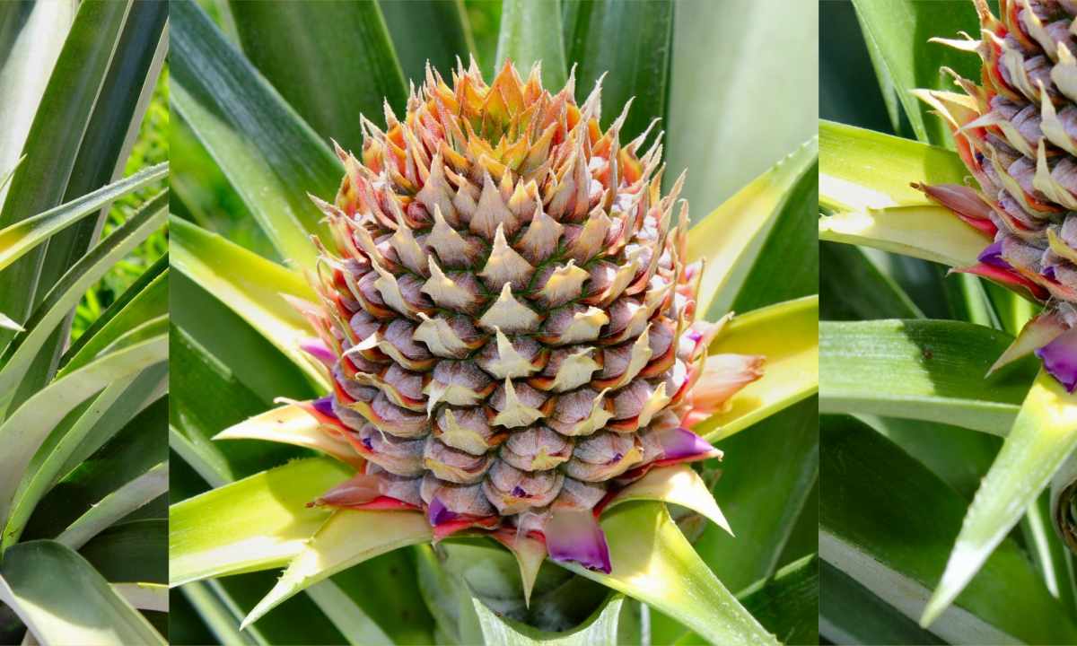 How and when to plant pineapple in house conditions