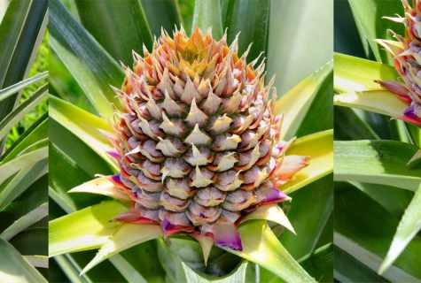 How and when to plant pineapple in house conditions