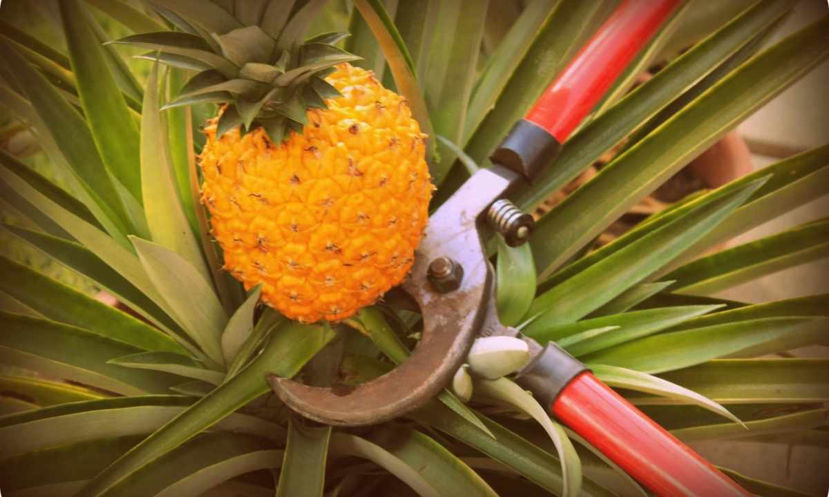 As it is correct to plant pineapple