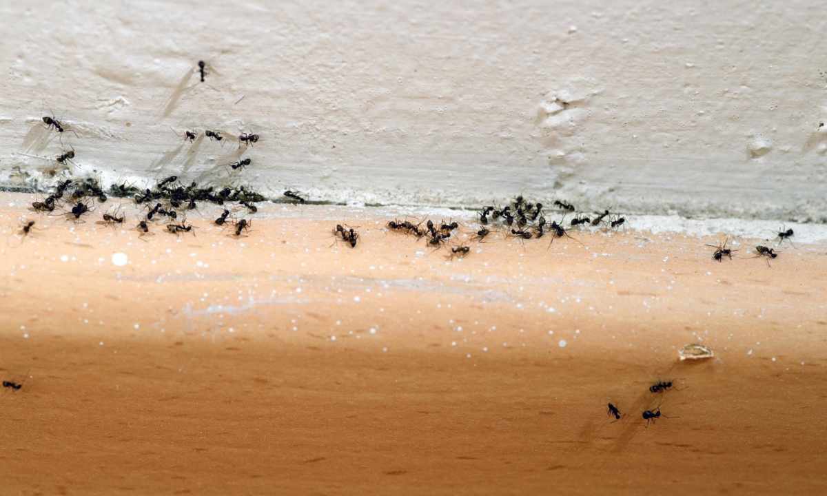 How to get rid of earth midges