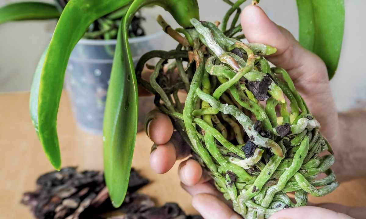 Why at orchid roots dry
