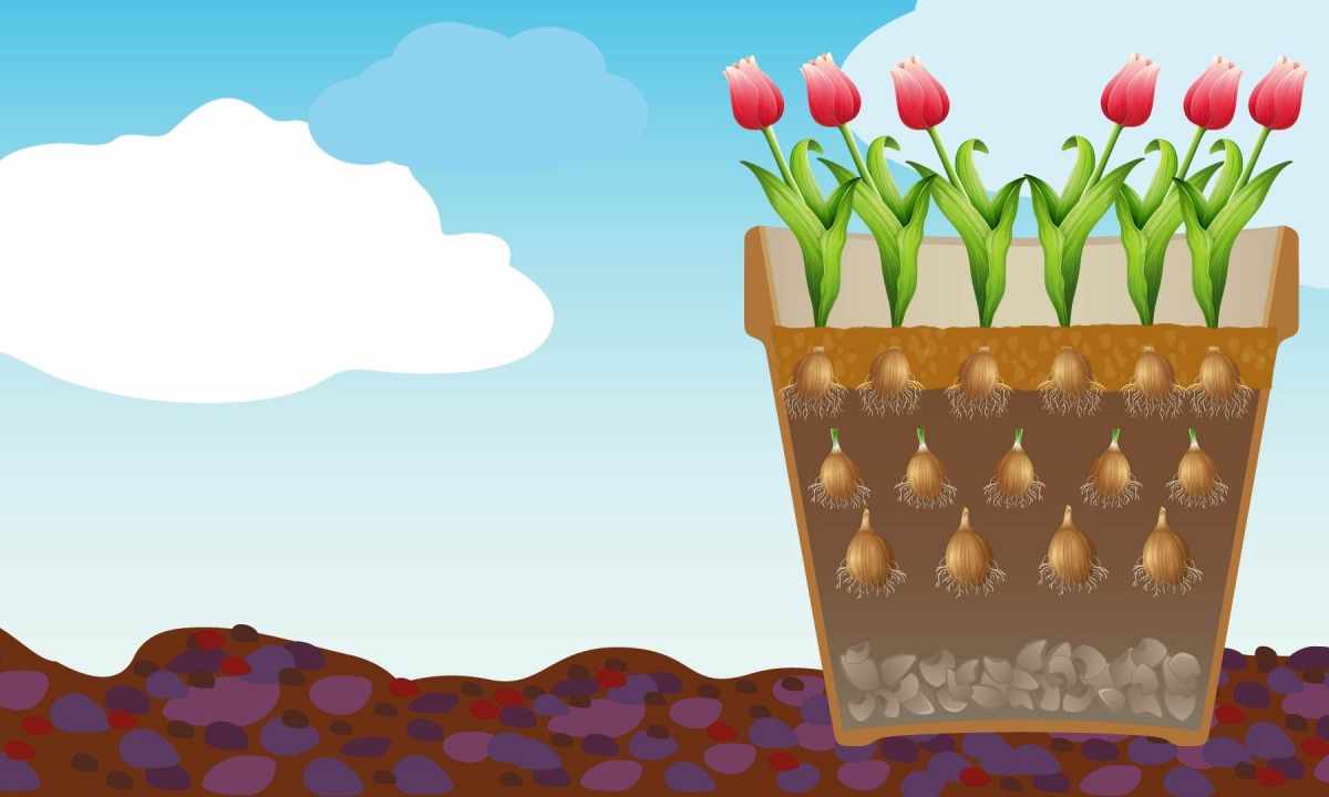 How to grow up house tulips in the winter