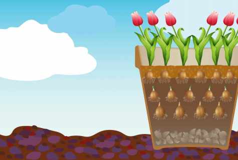 How to grow up house tulips in the winter