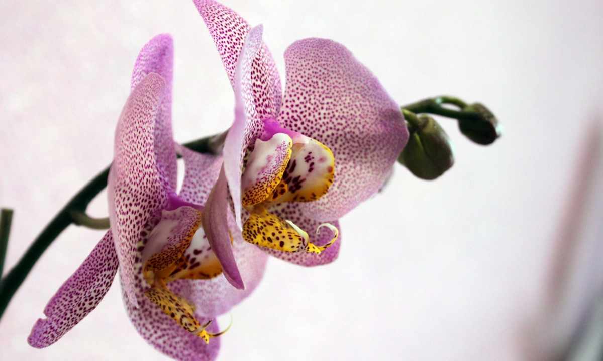 How to multiply orchid phalaenopsis